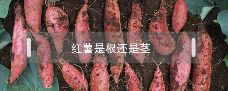 红薯是根还是茎（胡萝卜是根还是茎）