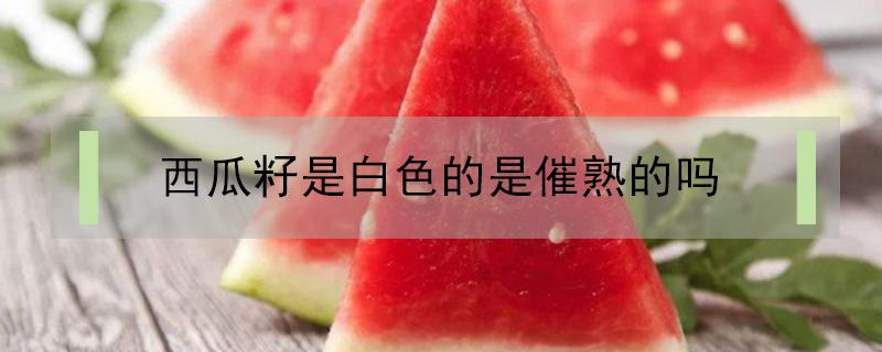 西瓜籽是白色的是催熟的吗 为什么西瓜熟了籽还是白色的
