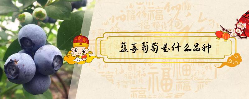蓝莓葡萄是什么品种（蓝莓葡萄是哪产的）