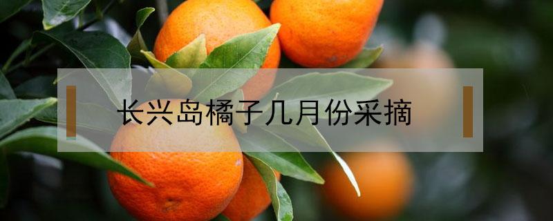 长兴岛橘子几月份采摘（长兴岛桔园什么时候摘橘子）