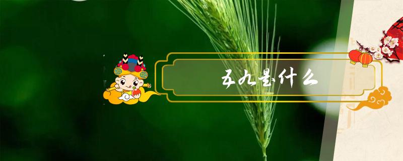 五九是什么（五九是什么意思）