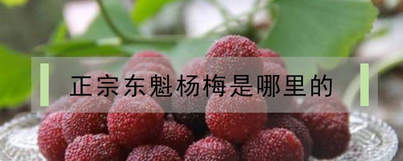 正宗东魁杨梅是哪里的（东魁杨梅原产地）