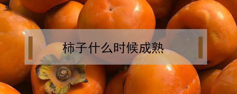 柿子什么时候成熟（柿子什么时候成熟采摘）