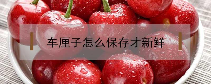 车厘子怎么保存才新鲜（车厘子怎样保存才新鲜）