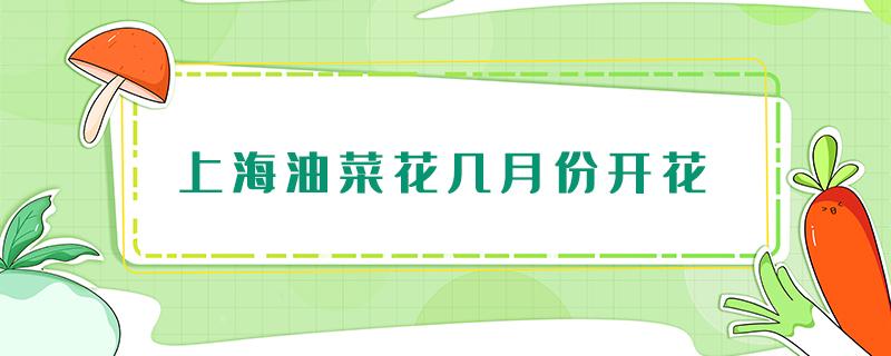 上海油菜花几月份开花（上海油菜花开到几月份）