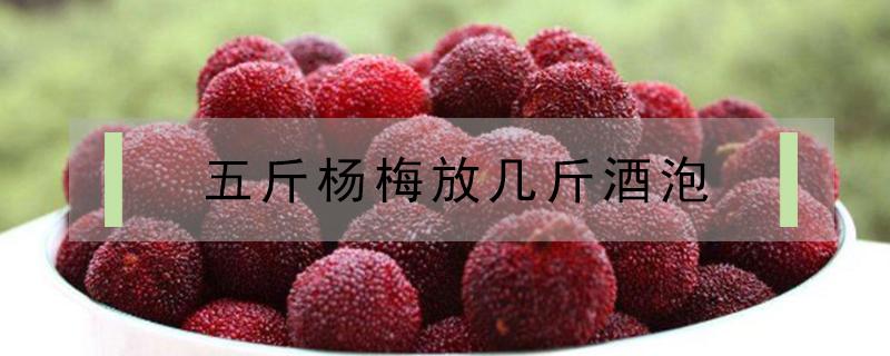 五斤杨梅放几斤酒泡(五斤杨梅放几斤酒泡几斤冰糖)