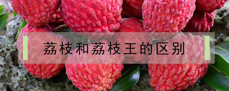荔枝和荔枝王的区别（荔枝与荔枝王的区别）