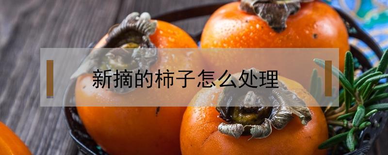 新摘的柿子怎么处理（刚摘的柿子怎么处理）