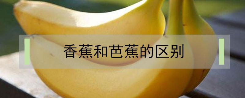 香蕉和芭蕉的区别 香蕉和芭蕉的区别功效作用