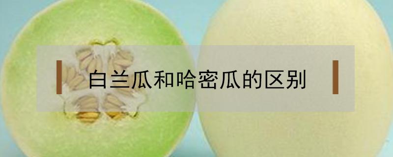 白兰瓜和哈密瓜的区别 白兰瓜和哈密瓜哪个营养价值更高