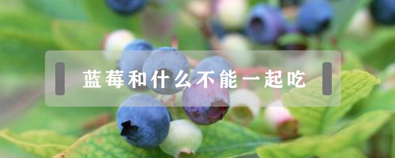 蓝莓和什么不能一起吃 蓝莓不能跟什么一起吃