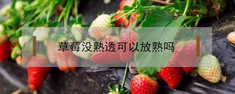 草莓没熟透可以放熟吗（没熟的草莓能放熟吗）