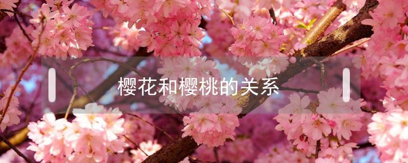 樱花和樱桃的关系（樱桃与樱花的关系）