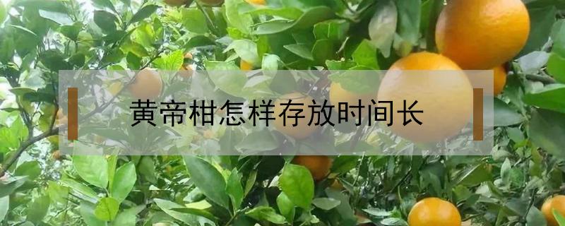 黄帝柑怎样存放时间长 黄帝柑能放冰箱吗