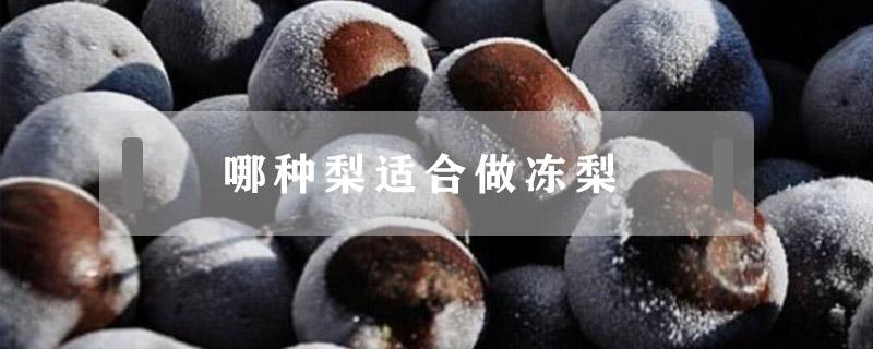 哪种梨适合做冻梨 什么梨适合冻梨