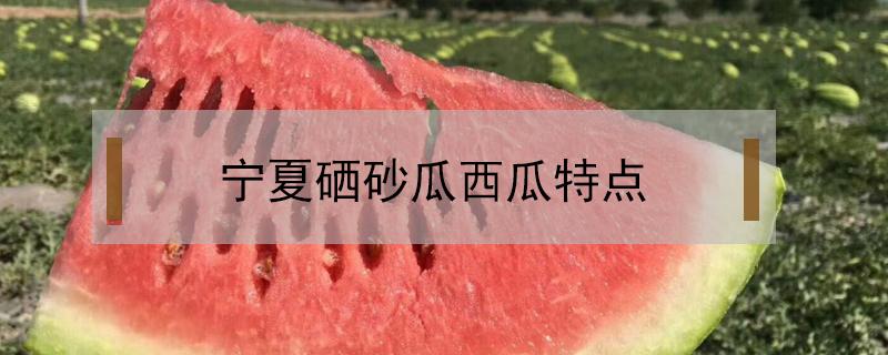 宁夏硒砂瓜西瓜特点