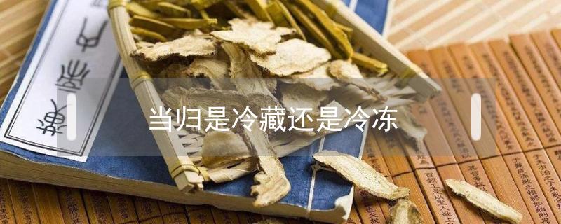 当归是冷藏还是冷冻 鲜当归可以冷冻吗
