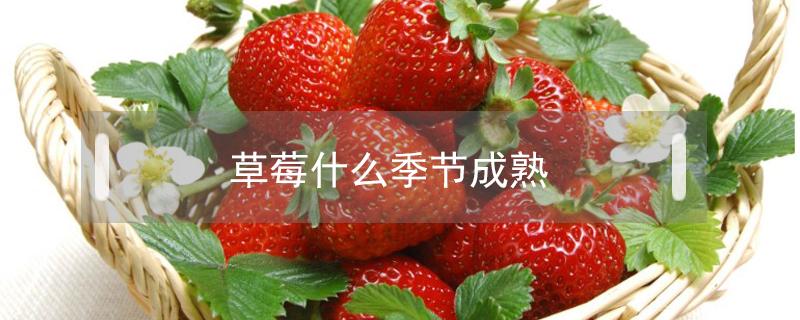 草莓什么季节成熟（北方草莓什么季节成熟）