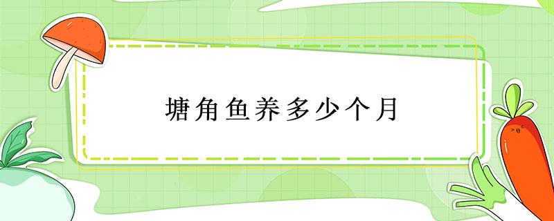 塘角鱼养多少个月（本地塘角鱼需要养多久才能卖）