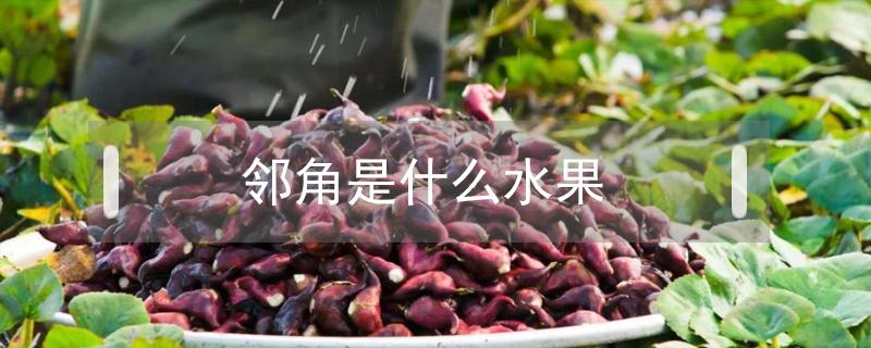 邻角是什么水果 长角的水果