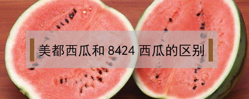 美都西瓜和8424西瓜的区别 美都西瓜和8424西瓜哪个口感好