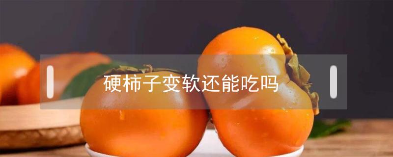 硬柿子变软还能吃吗（硬柿子变软了可以吃吗）