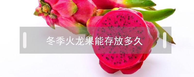 冬季火龙果能存放多久（冬天火龙果能保存多久）
