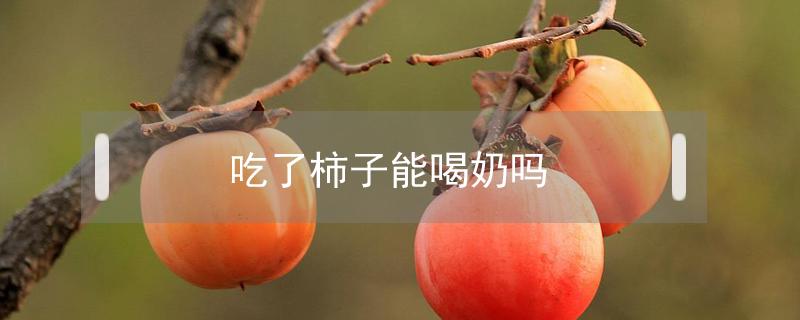 吃了柿子能喝奶吗（吃了柿子能喝奶吗0）