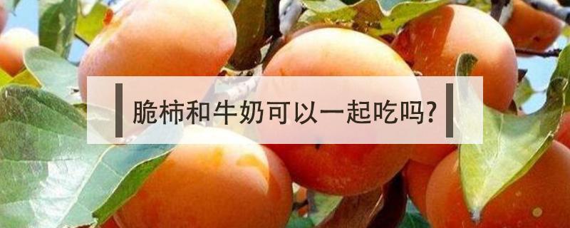 脆柿和牛奶可以一起吃吗? 脆柿和牛奶可以一起吃吗