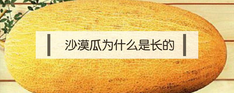沙漠瓜为什么是长的（沙漠瓜是什么瓜）