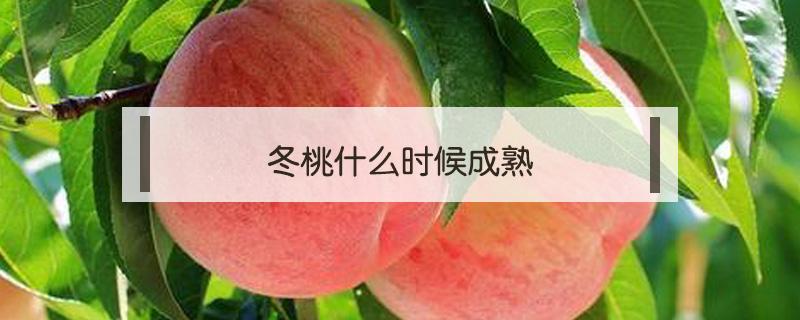 冬桃什么时候成熟（最晚熟的冬桃）