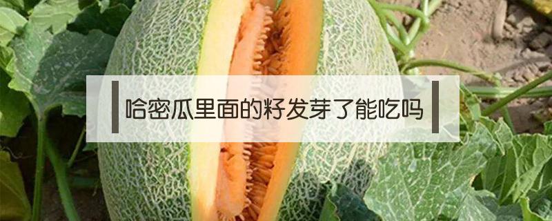 哈密瓜里面的籽发芽了能吃吗（哈密瓜的嫩芽能吃吗）
