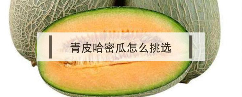 青皮哈密瓜怎么挑选（青皮哈密瓜怎样选）