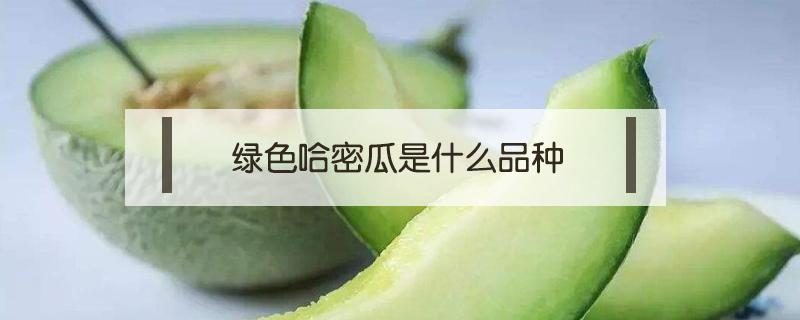 绿色哈密瓜是什么品种（哈密瓜是绿色的）