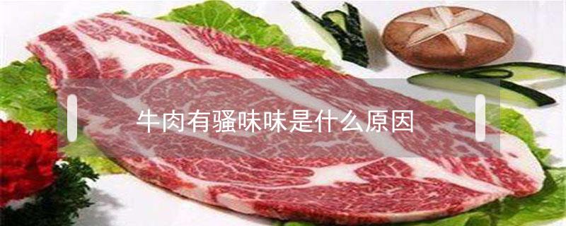 牛肉有骚味味是什么原因（牛肉有骚味正常吗）