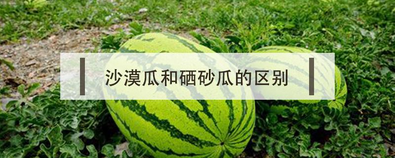 沙漠瓜和硒砂瓜的区别（硒砂瓜与沙漠瓜的不同是什么）