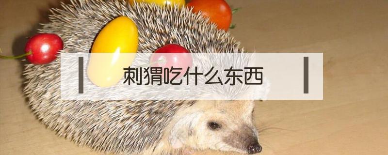 刺猬吃什么东西 刺猬吃什么东西作为食物