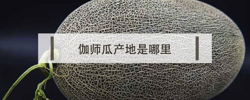 伽师瓜产地是哪里 伽师瓜品种有哪些