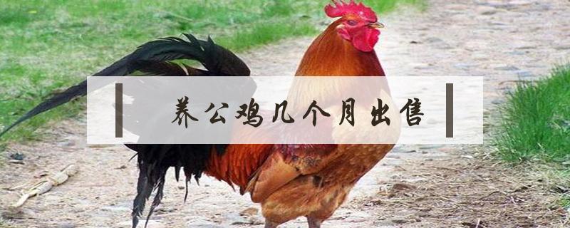 养公鸡几个月出售 公鸡要养多久才能出售