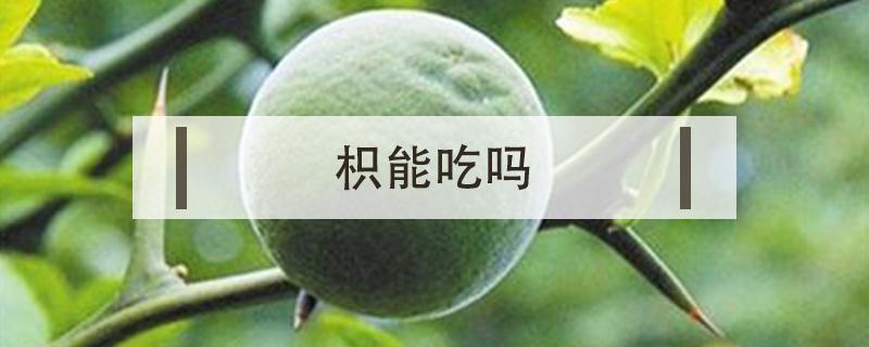 枳能吃吗（枳实可以直接吃吗）