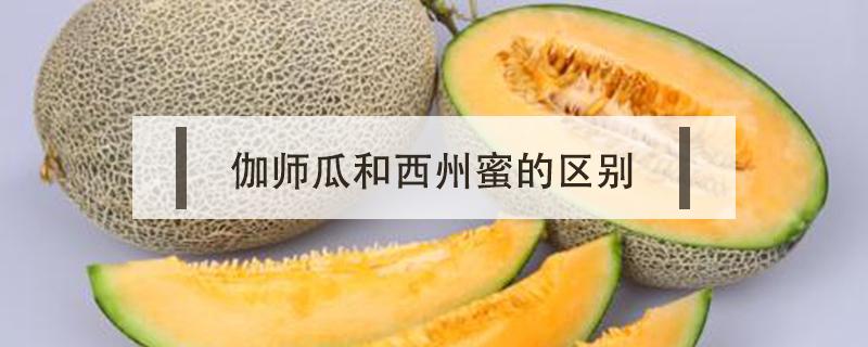 伽师瓜和西州蜜的区别 西州蜜瓜和波斯蜜瓜区别