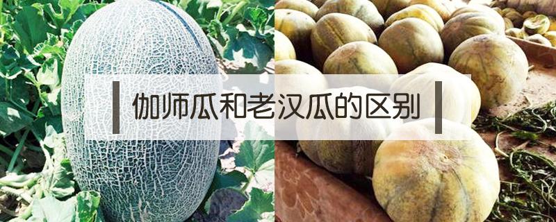 伽师瓜和老汉瓜的区别（伽师瓜是什么瓜）