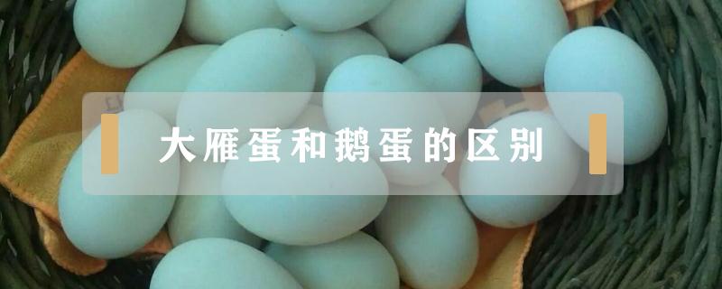大雁蛋和鹅蛋的区别 大雁蛋是鹅蛋吗