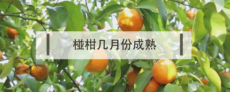 椪柑几月份成熟（祆柑什么时候熟）