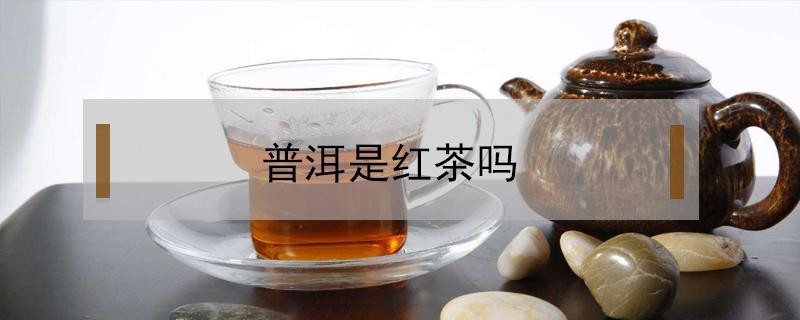 普洱是红茶吗 青柑普洱是红茶吗