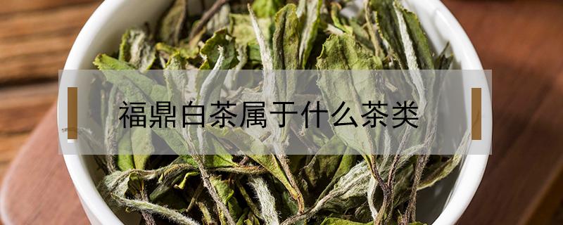 福鼎白茶属于什么茶类（福鼎白茶属于哪一类茶）