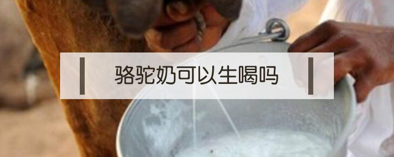 骆驼奶可以生喝吗（骆驼奶可以直接喝吗）