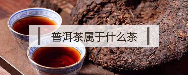 普洱茶属于什么茶（铁观音属于什么茶）