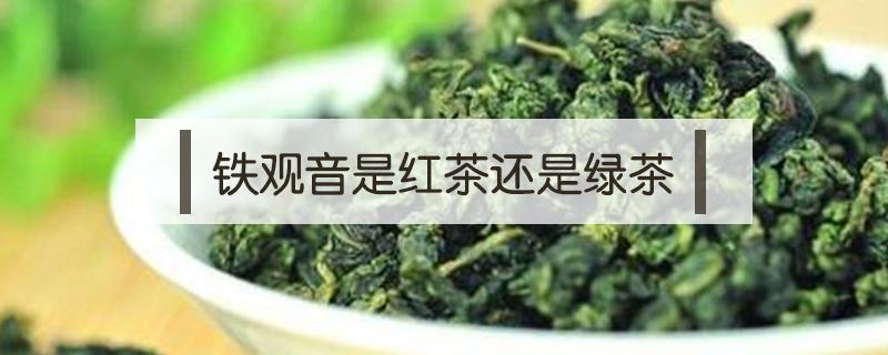 铁观音是红茶还是绿茶（普洱是红茶还是绿茶）