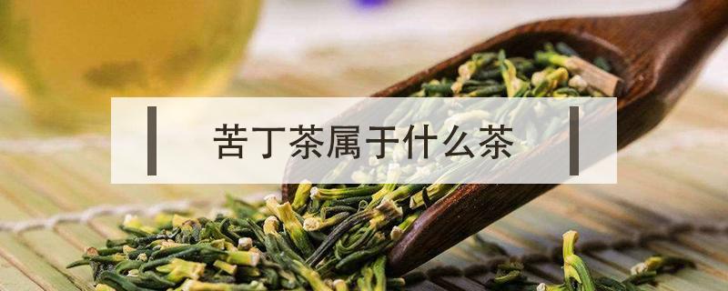 苦丁茶属于什么茶 小叶苦丁茶属于什么茶